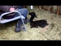 Alpaka-Baby wird nach Geburt trocken geföhnt.jpg